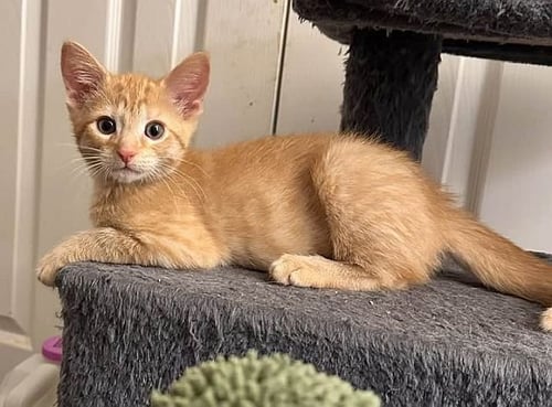 LUKE - Domestic Short Hair available for adoption