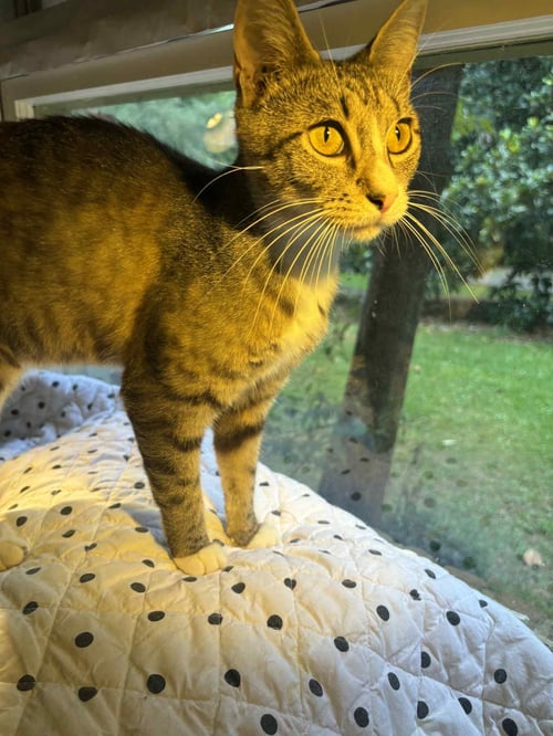 MIDGE - Domestic Short Hair available for adoption
