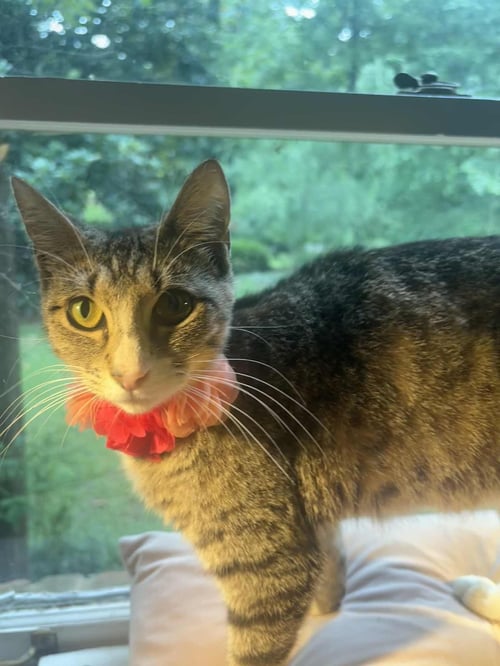 MIDGE - Domestic Short Hair available for adoption