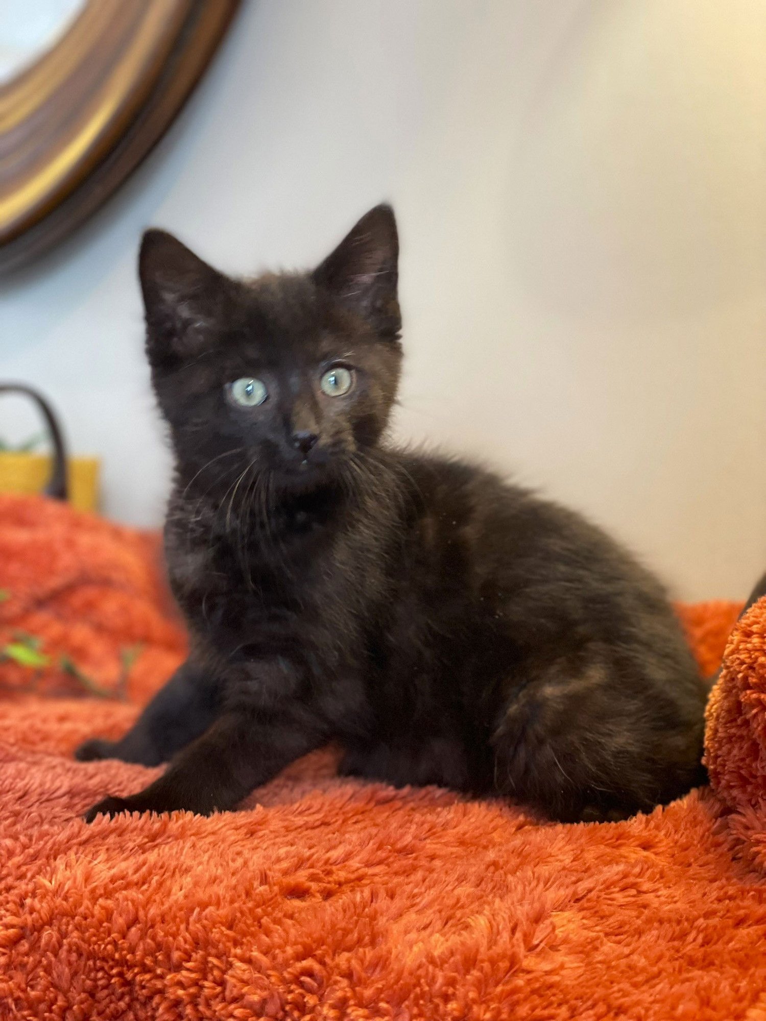 KEVIN - Tabby / Domestic Medium Hair available for adoption