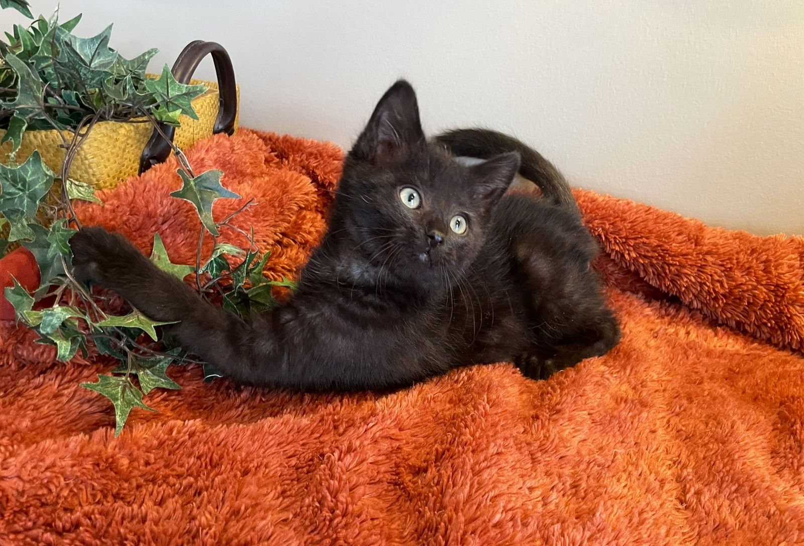 KEVIN - Tabby / Domestic Medium Hair available for adoption