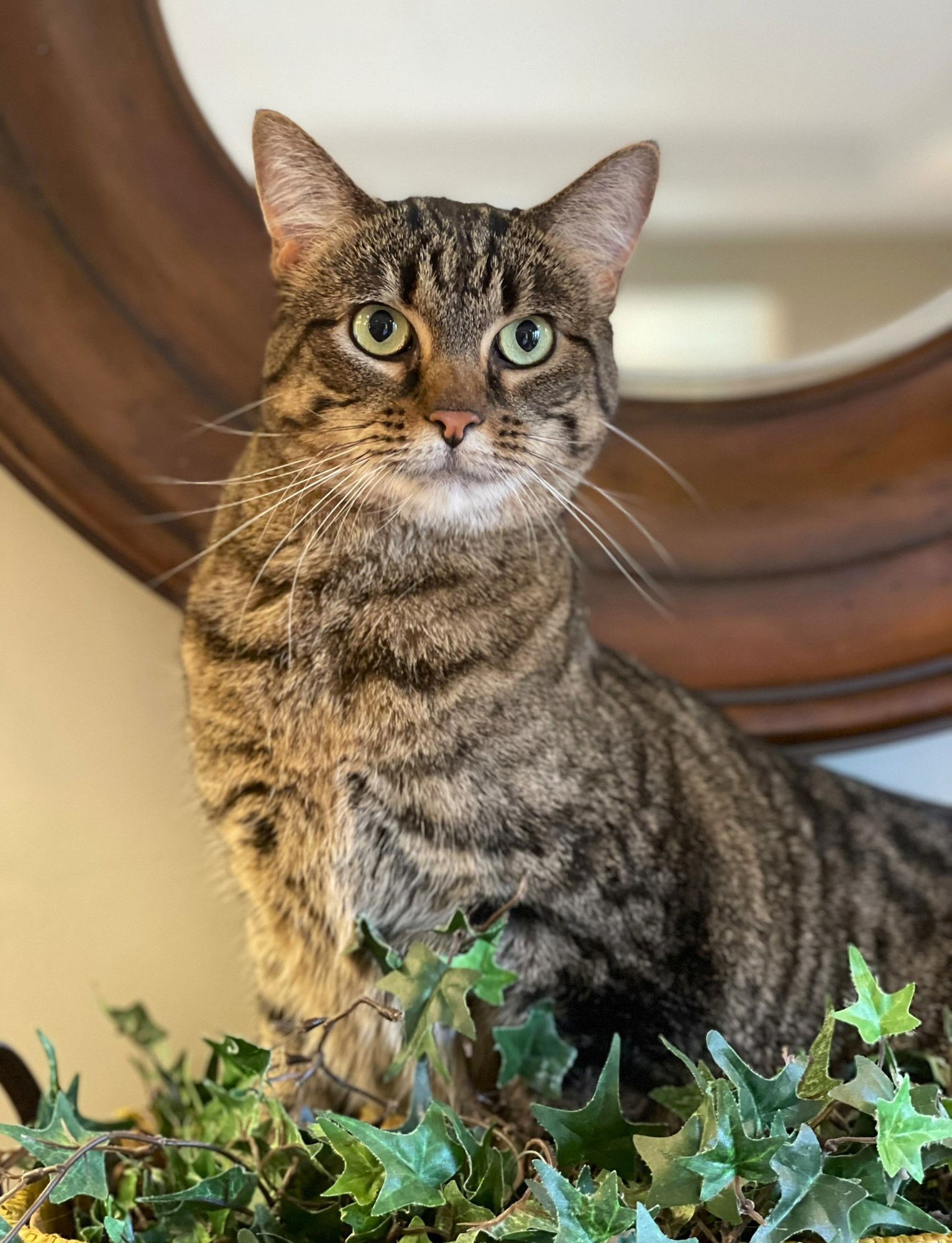 MELA - Tabby / Domestic Short Hair available for adoption