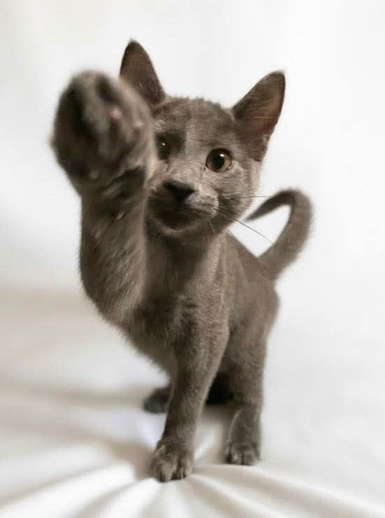 LONDON - Domestic Short Hair available for adoption