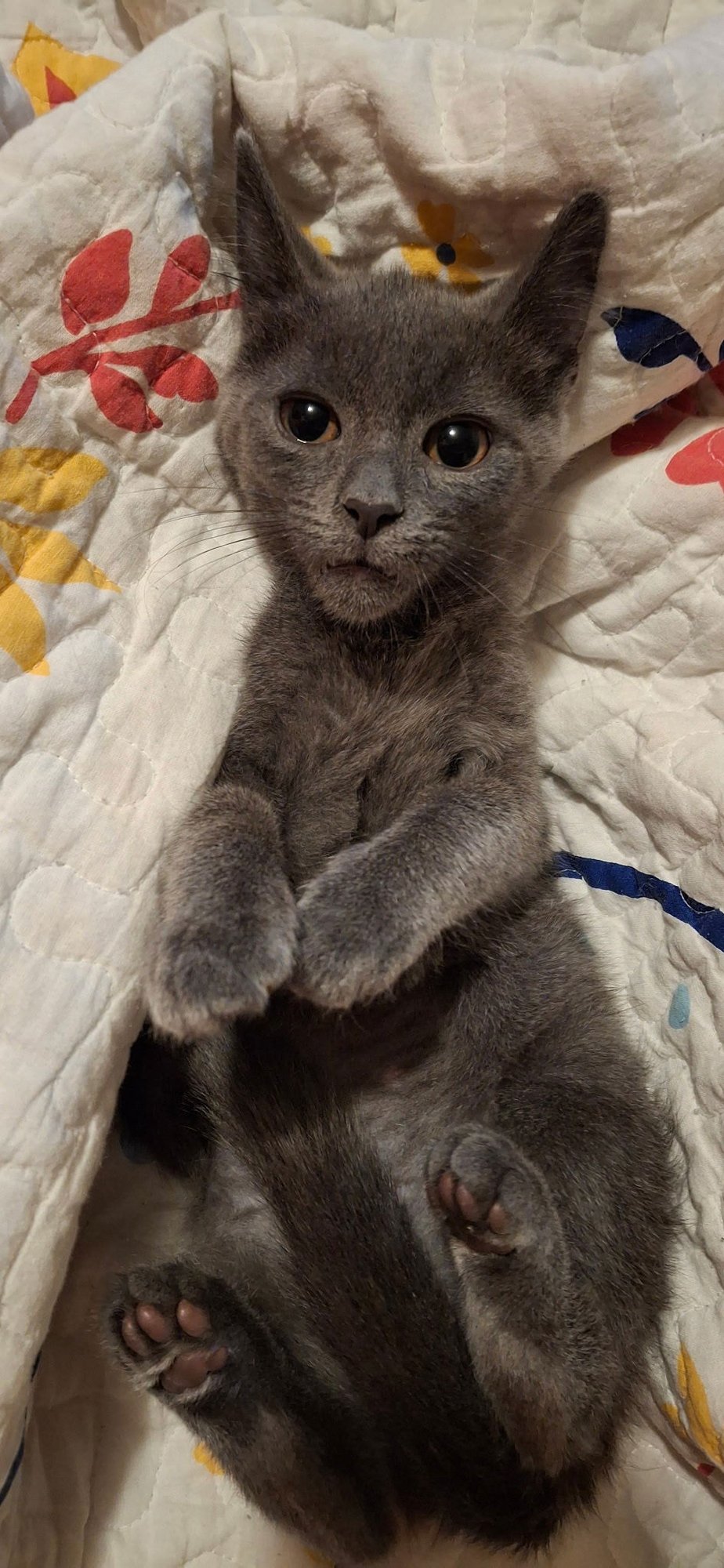 LONDON - Domestic Short Hair available for adoption