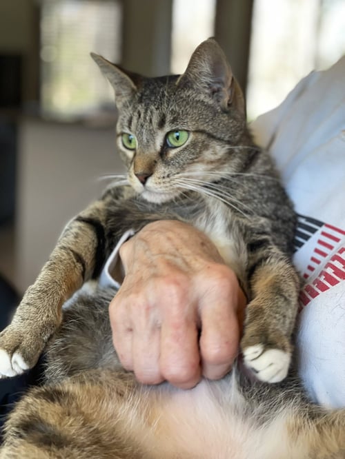 KITTAN - Tabby / Domestic Short Hair available for adoption