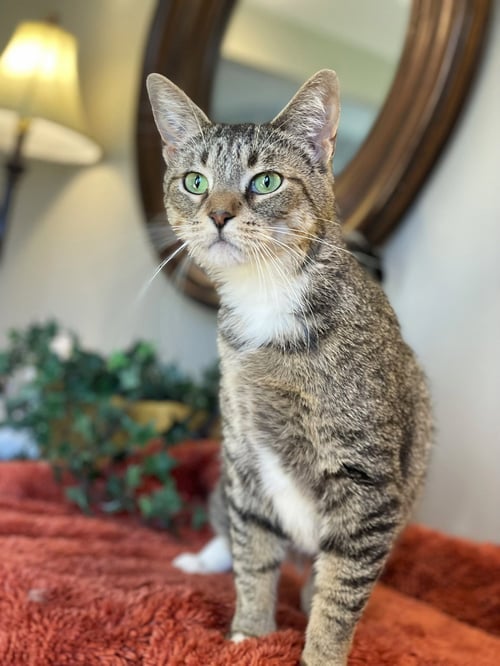 KITTAN - Tabby / Domestic Short Hair available for adoption