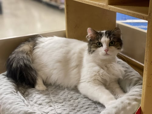 CHARLIE - Domestic Long Hair available for adoption