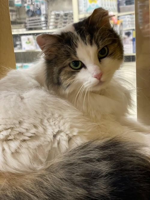 CHARLIE - Domestic Long Hair available for adoption