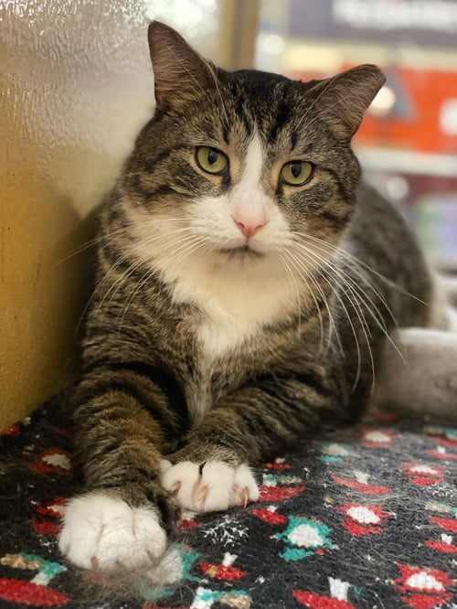BIG GUY - Tabby / Domestic Short Hair available for adoption