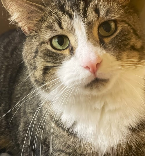 BIG GUY - Tabby / Domestic Short Hair available for adoption