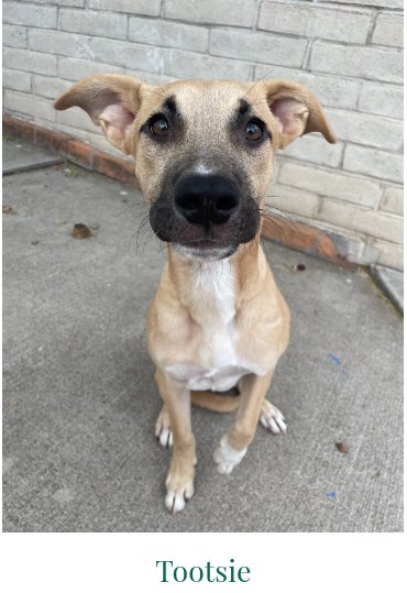 COURTESY POSTING MAMA GUCCI & PUPPIES - Unknown available for adoption