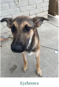 COURTESY POSTING Mama Gucci & Puppies - Photo 4