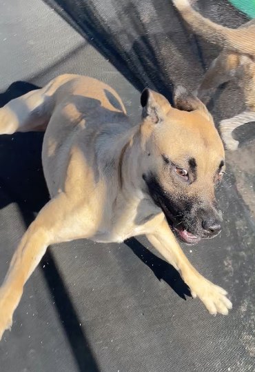 COURTESY POSTING MAMA GUCCI & PUPPIES - Unknown available for adoption