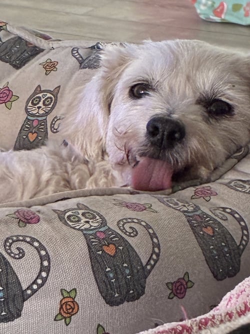 PIPER - Poodle (Miniature) / Maltese available for adoption
