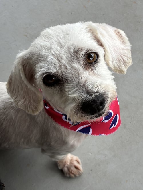 PIPER - Poodle (Miniature) / Maltese for adoption in Tucson