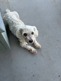Piper - Photo 3