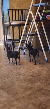 Mia & Pickles - Photo 4