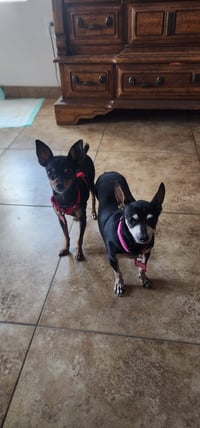 Mia & Pickles - Photo 1