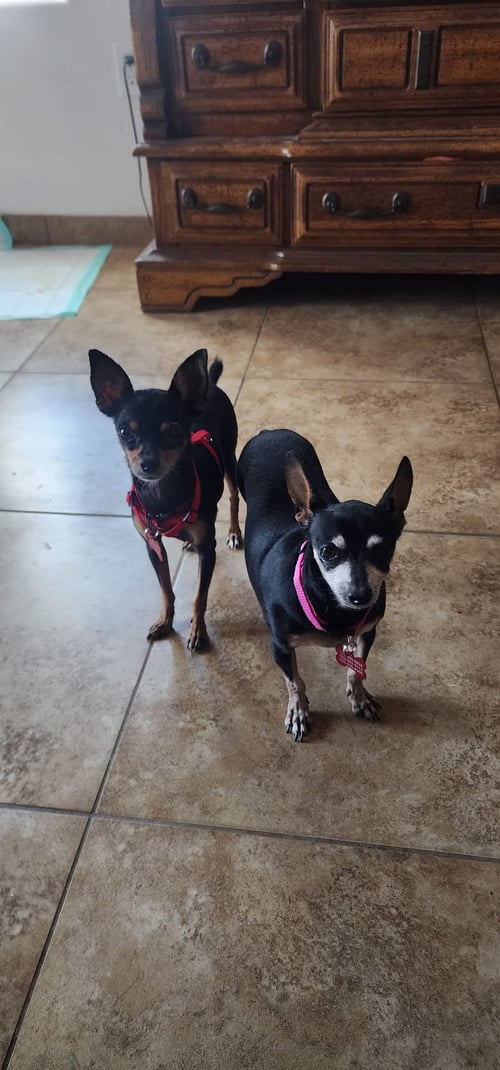 MIA & PICKLES - Miniature Pinscher / Chihuahua available for adoption