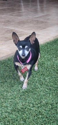 Mia & Pickles - Photo 3