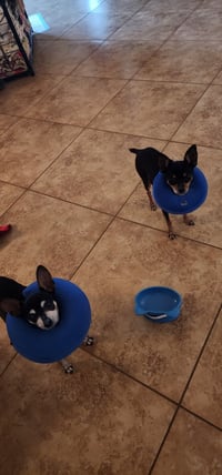 Mia & Pickles - Photo 2