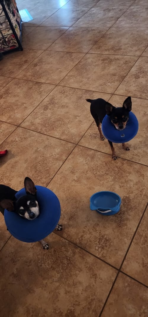 MIA & PICKLES - Miniature Pinscher / Chihuahua available for adoption