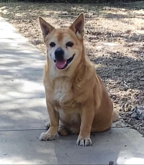 CHEF - Corgi for adoption in Tucson