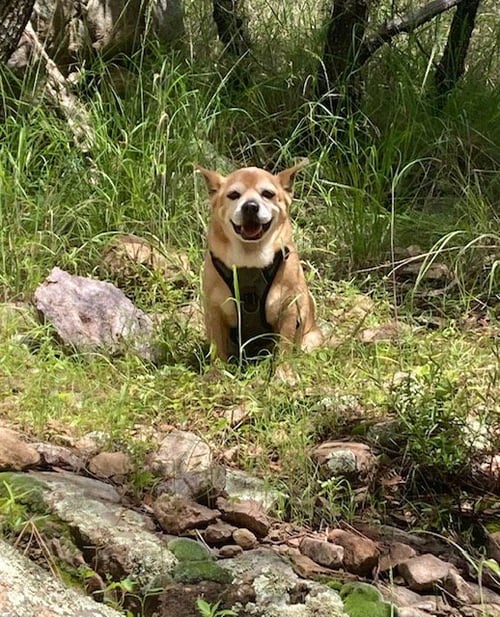 CHEF - Corgi for adoption in Tucson