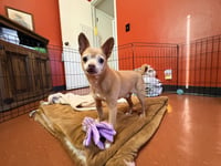 Chewy - Photo 4