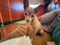 Chewy - Photo 3