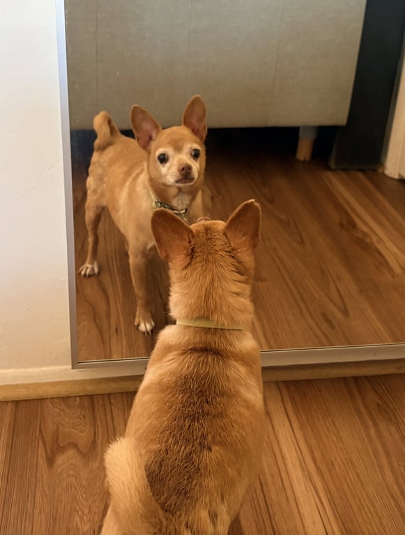 Chewy Image