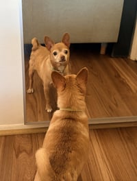 Chewy - Photo 1