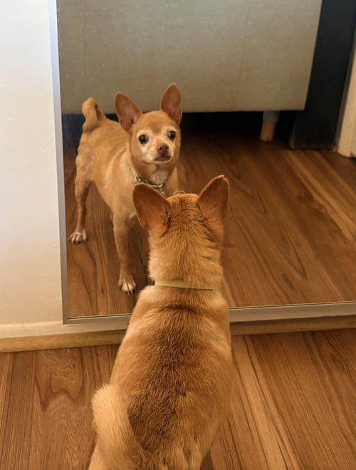 CHEWY - Chihuahua for adoption in Tucson