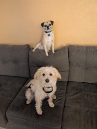 COURTESY POSTING PugsLee - Photo 3