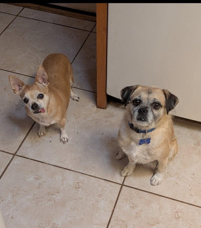 COURTESY POSTING PugsLee Image