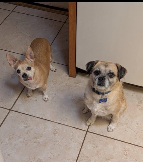 COURTESY POSTING PUGSLEE - Unknown available for adoption
