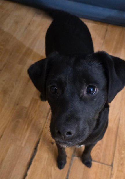 COURTESY POSTING PRETTY GIRL & SHADOW - Unknown for adoption in Tucson