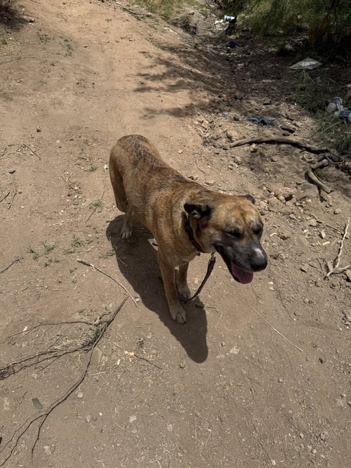 COURTESY POST HENNA - Anatolian Shepherd available for adoption