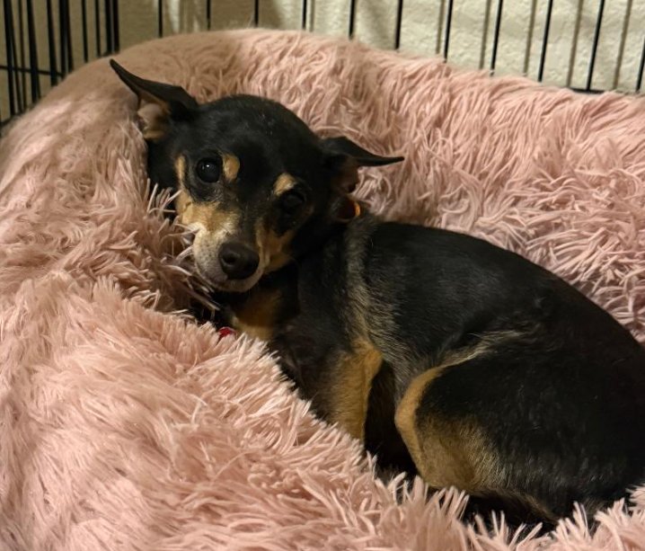 LUPITA - Chihuahua for adoption in Tucson