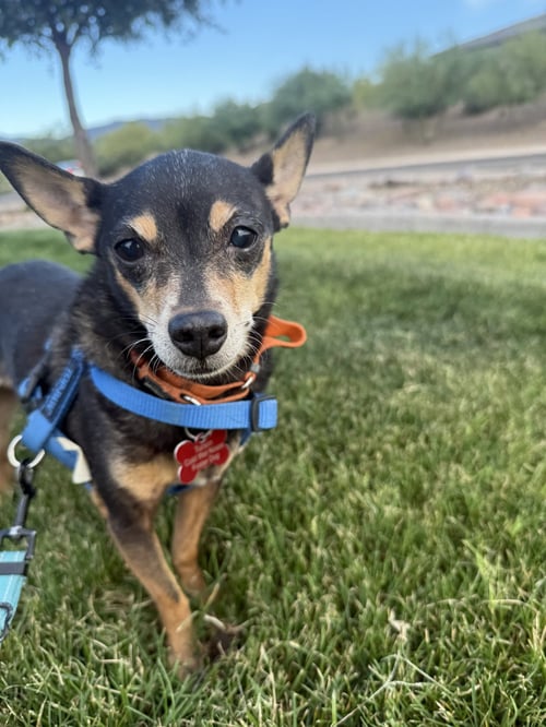 LUPITA - Chihuahua for adoption in Tucson