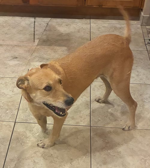COURTESY POST NOELLE - Unknown for adoption in Tucson
