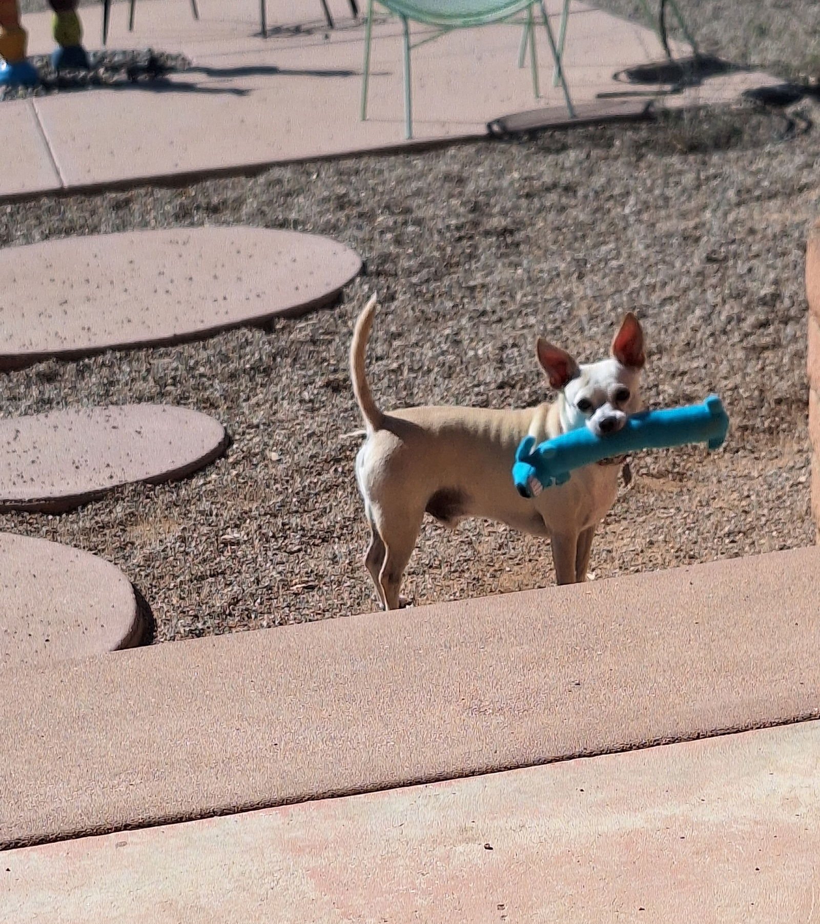 SIMON - Chihuahua available for adoption