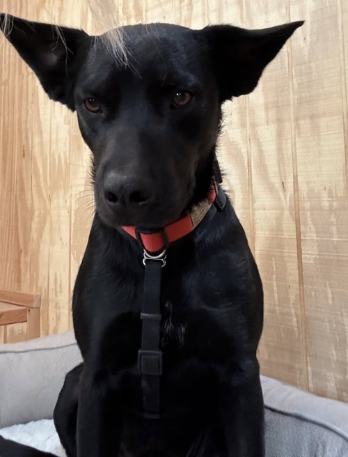 COURTESY POST CHARLIE - Cattle Dog available for adoption