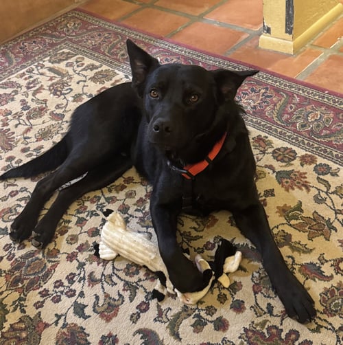 COURTESY POST CHARLIE - Cattle Dog for adoption in Tucson