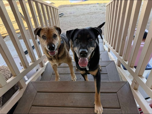 COURTESY POST TATER & QUEENIE - Unknown available for adoption