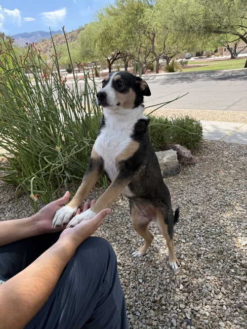 COURTESY POST SOL - Unknown available for adoption