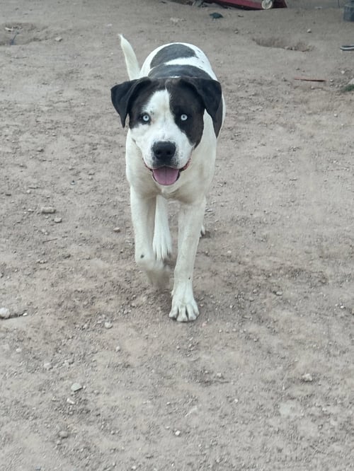COURTESY POST BLU - Australian Shepherd for adoption in Tucson