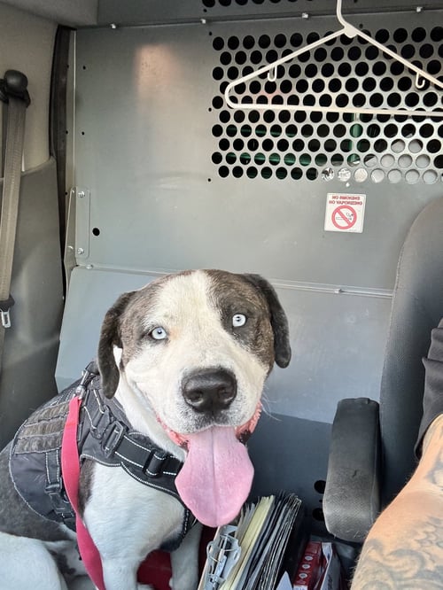 COURTESY POST BLU - Australian Shepherd available for adoption