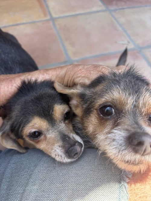 MANGO & PAPAYA - Chihuahua available for adoption