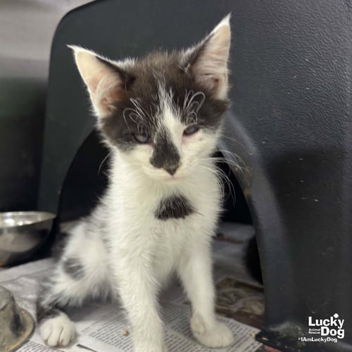ZANDER - Domestic Short Hair available for adoption